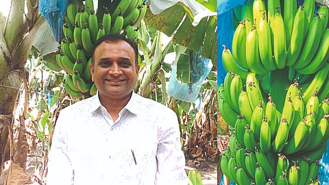 Banana Production