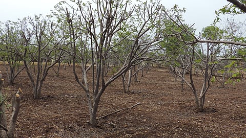 Fruit Crop Pruning 