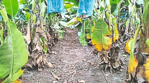 Banana Crop Management