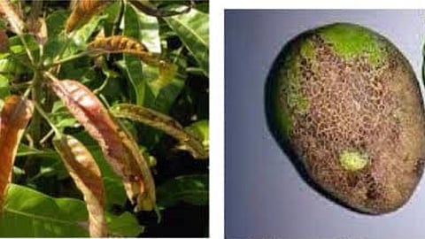 Mango Pest