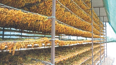 Raisin Season
