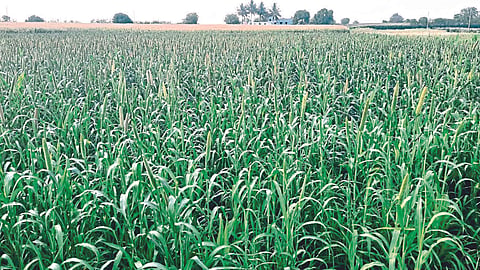 Summer Sowing