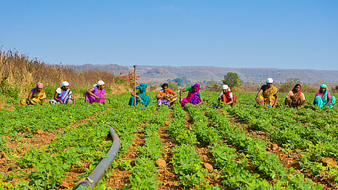 Group Farming