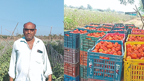 Vegetable Production