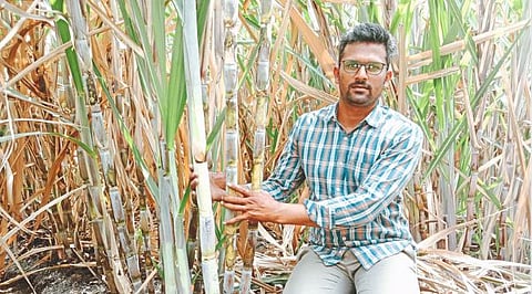 Sugarcane Production
