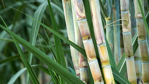 Sugarcane 