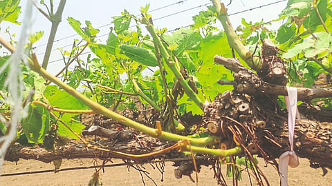 Grape Decease Management