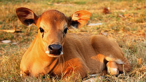 Calf Care