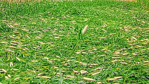 Crop Damage 