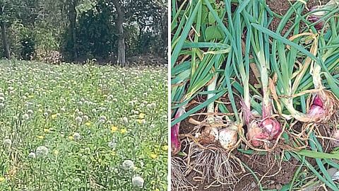 Onion 
