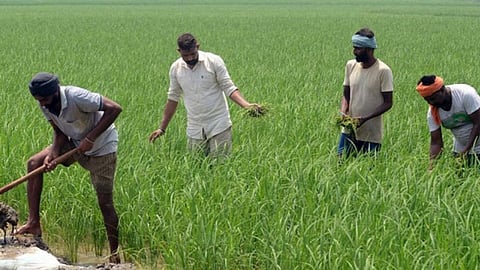 Group Farming