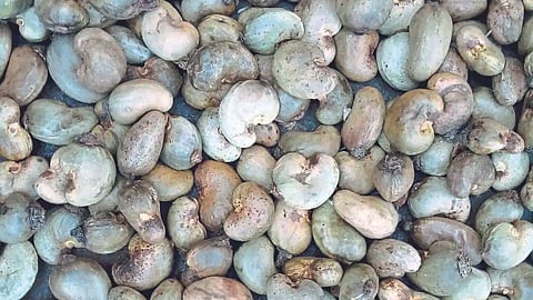 Cashew Nut 