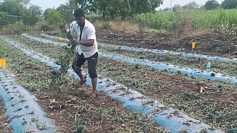 Crop Damage