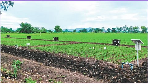 Irrigation Management 