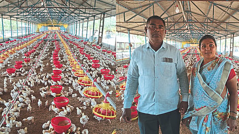 Broiler Poultry Business