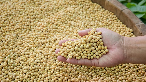 Seed Treatment