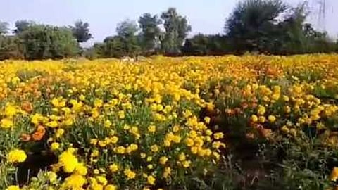 Flower Farming