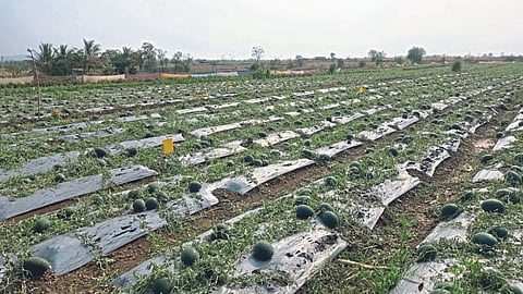 Crop Damage