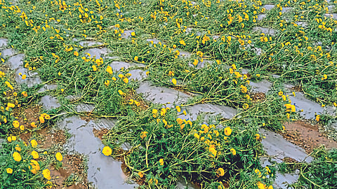Crop Damage 