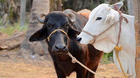 Animal Care