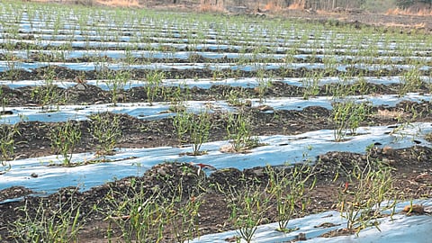 Crop Damage