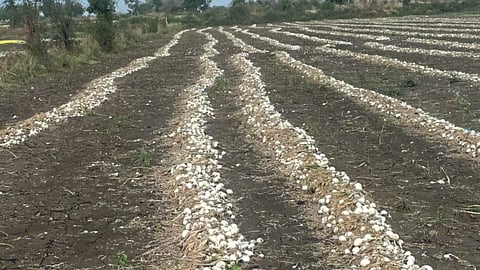Crop Damage