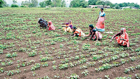 Women's Farming