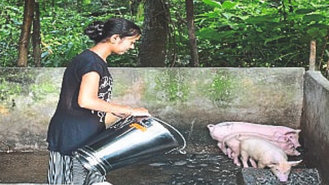 Pig farming