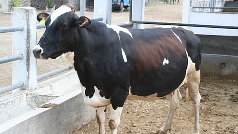 Animal Buying