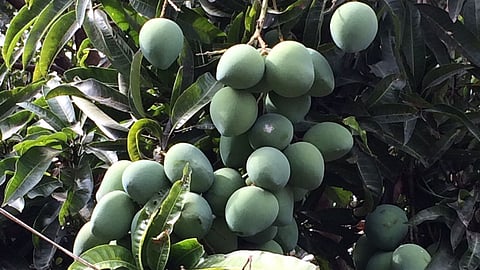  Mango