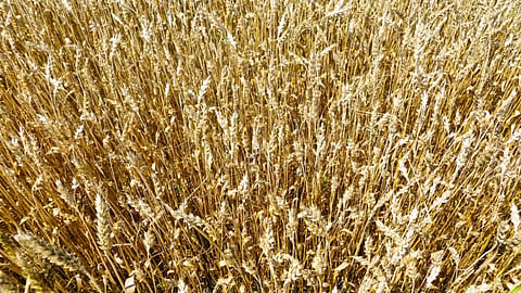 Wheat Blast