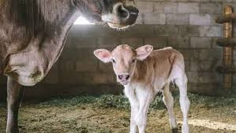 Animal  