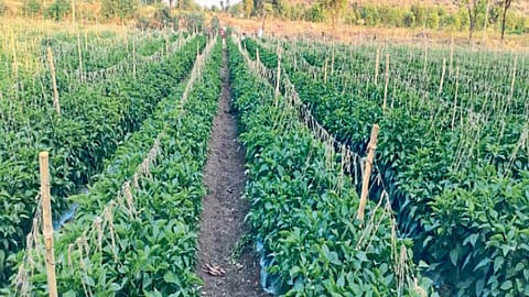 Chilli Cultivation