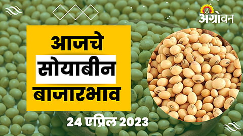 Soybean Rate 