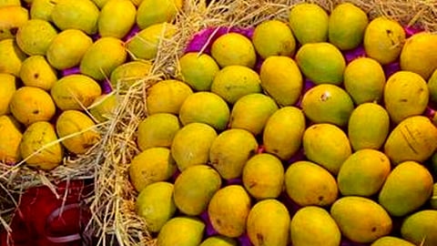  Mango 