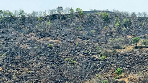 Forest Fire