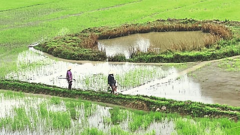 Vietnam Agriculture