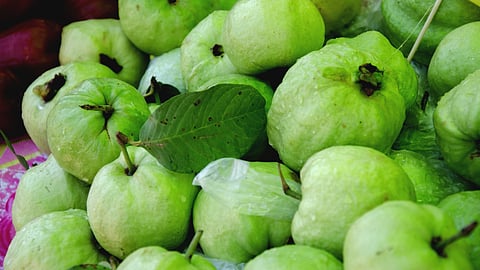 Guava Farming