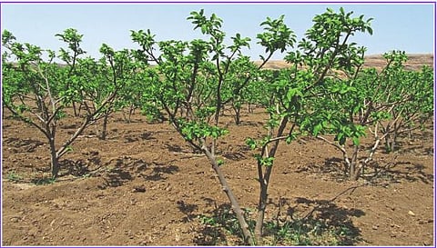 Sitaphal Season