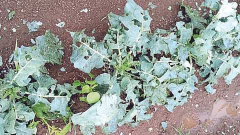 Crop Damage