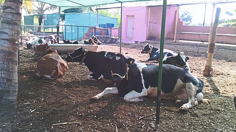 Animal Management