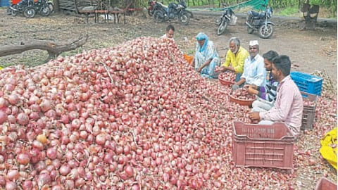 Onion Producer