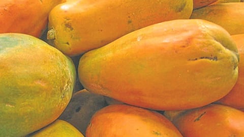 Papaya
