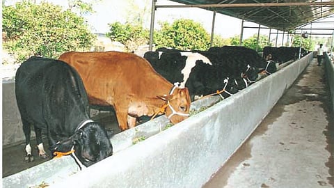Animal Care