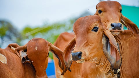Cow Urine
