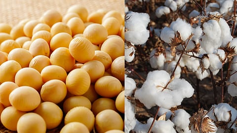 Soybean Rate Update