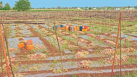 Crop Damage 