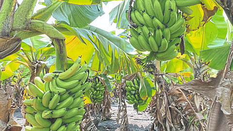 Organic Farming Experiments