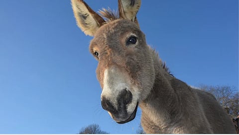 World Donkey Day