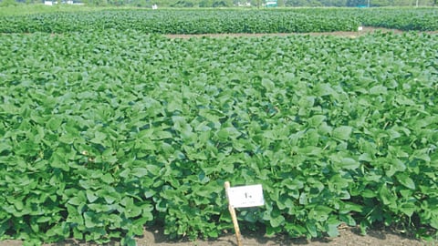 Crop Disease-Pest Control